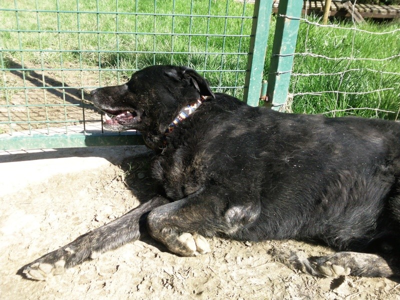 BLACK - labrador 6 ans - Refuge Clochards Poilus à Tabanac (33) Photo_25