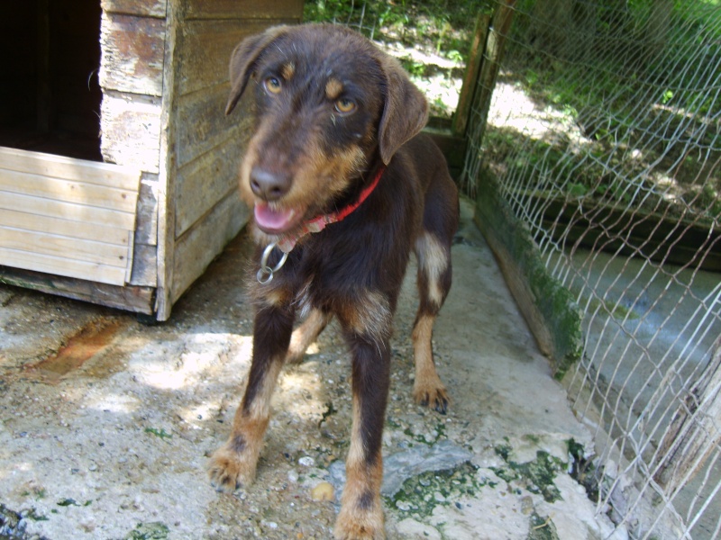 Sam, croisé Parson Terrier 1 an et demi (Tabanac-33) S8302212