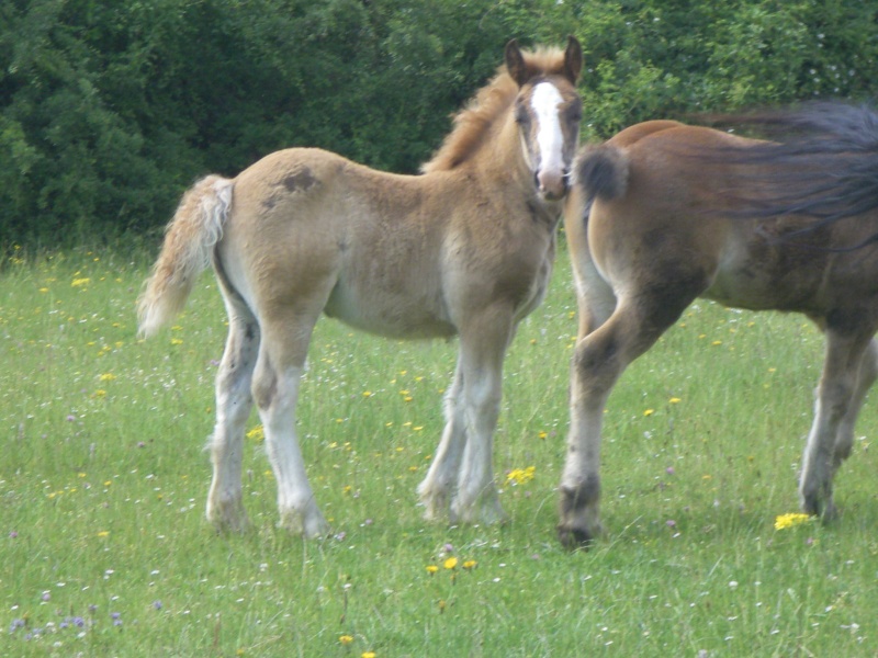 Dpt 70, Apollon*, ONC trait,réservé par Fleur (2011) Imgp1035