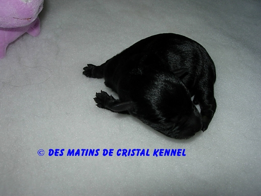 BE MY STAR KA-VANGA x DARLIGEN DES MATINS DE CRISTAL Femell10