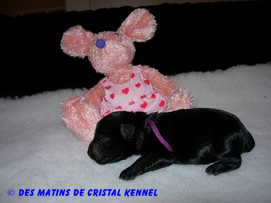 BE MY STAR KA-VANGA x DARLIGEN DES MATINS DE CRISTAL Violet11