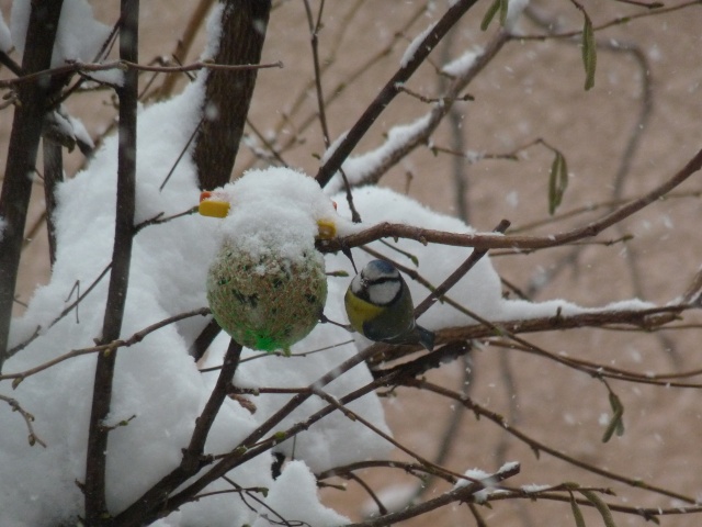 Mésange sous la neige ! P1010915