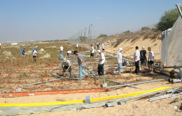 Les serres de Gaza-pour FR6 Hothou13