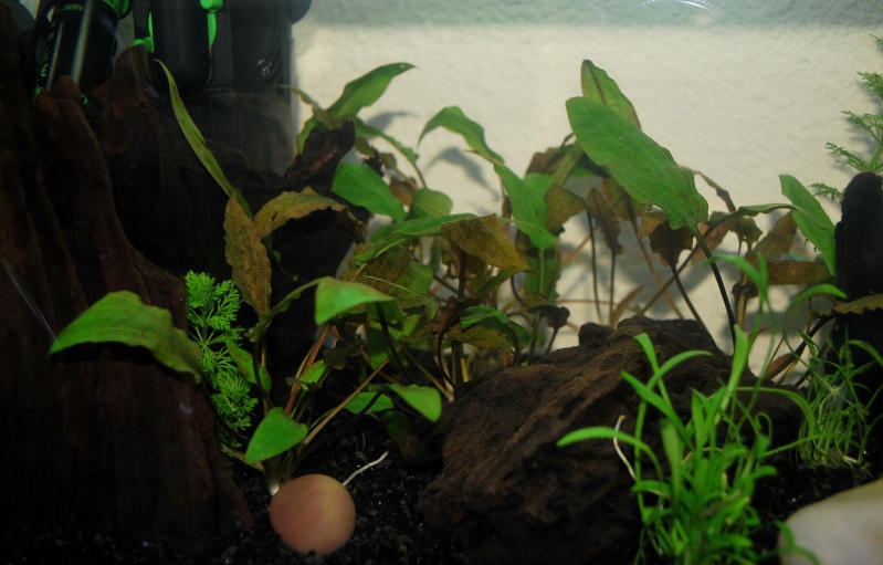 Cryptocoryne Affinis Crypto12