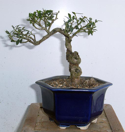 iLEX  CRENATA SANS FORME Rad60510