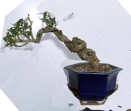 iLEX  CRENATA SANS FORME Radsui10