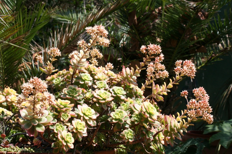 Aeonium ' Kiwi ' en fleurs Aeoniu28