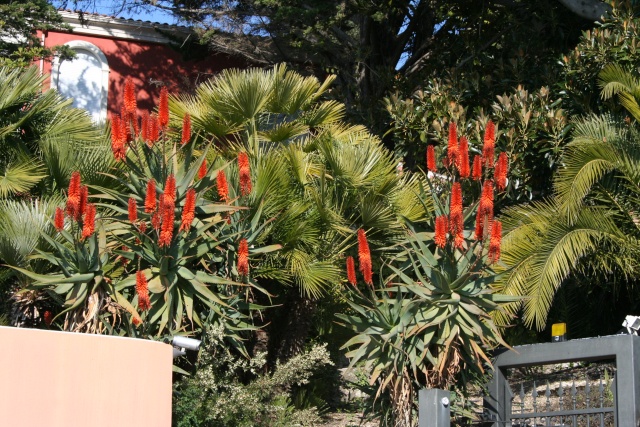 Aloe rupestris en massifs Aloe_r13