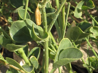 Fagonia arabica Anatol10