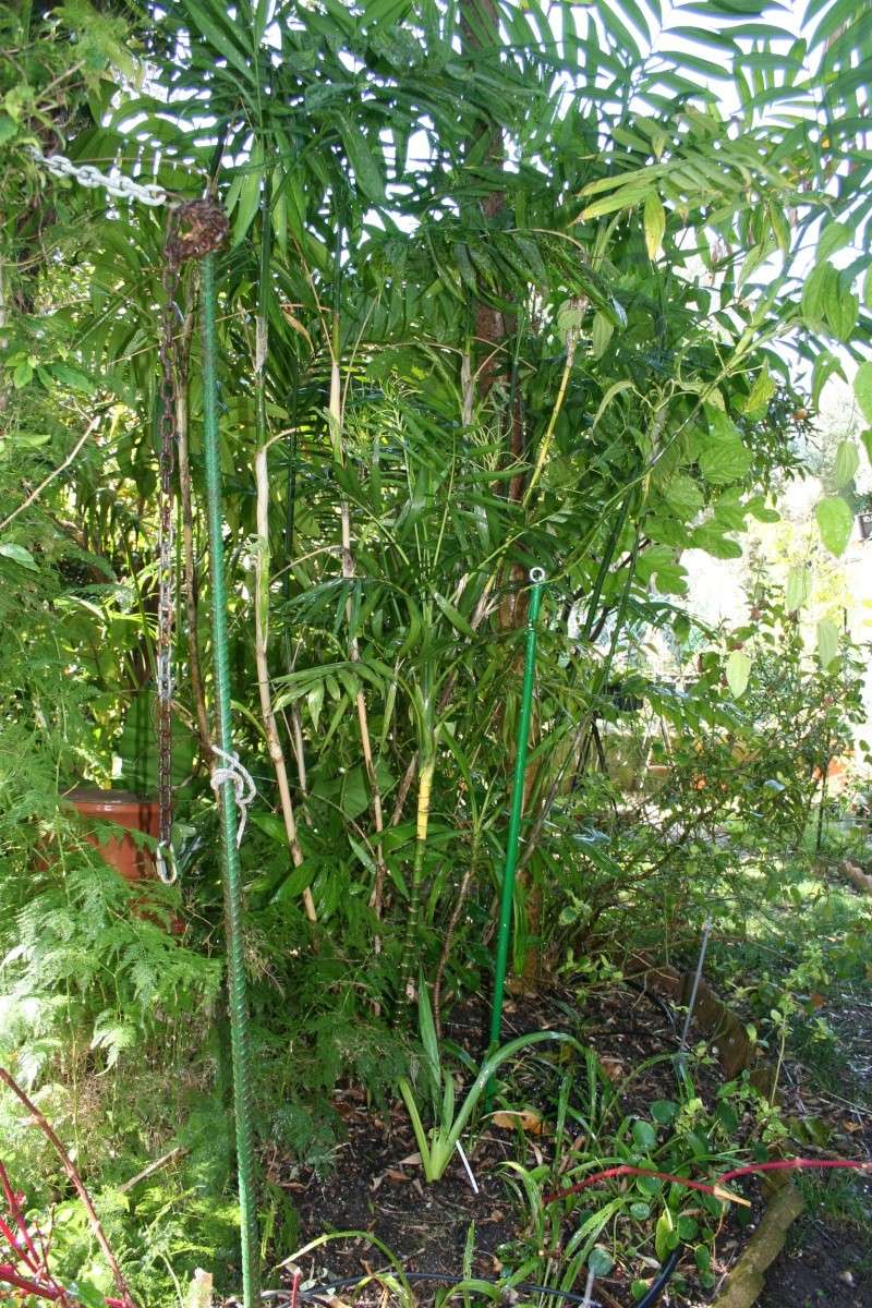 Les Chamaedorea,  des palmiers de sous bois Autour12