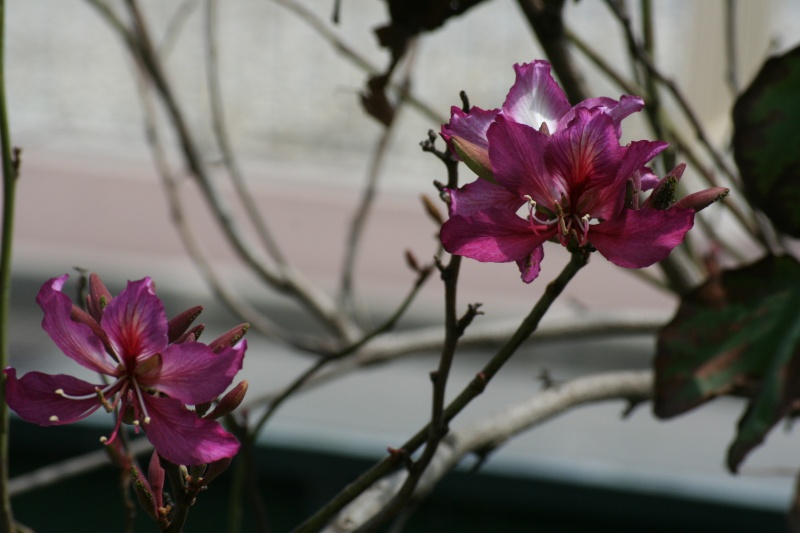 Mes deux plus beau arbres de printemps Bauhin20