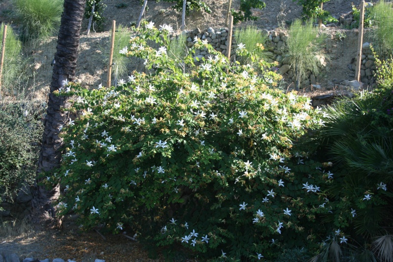 Bauhinia variegata,l'arbre aux Orchidées, en pleine floraison Bauhin27