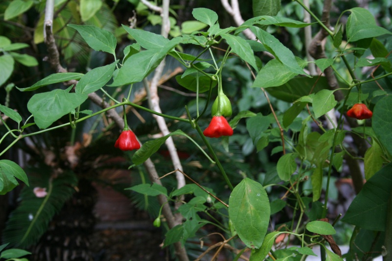 Une Petite Souris et ses plantes Capsic11
