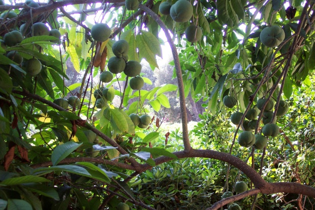 Annona cherimola, le temps de la récolte Casimi10