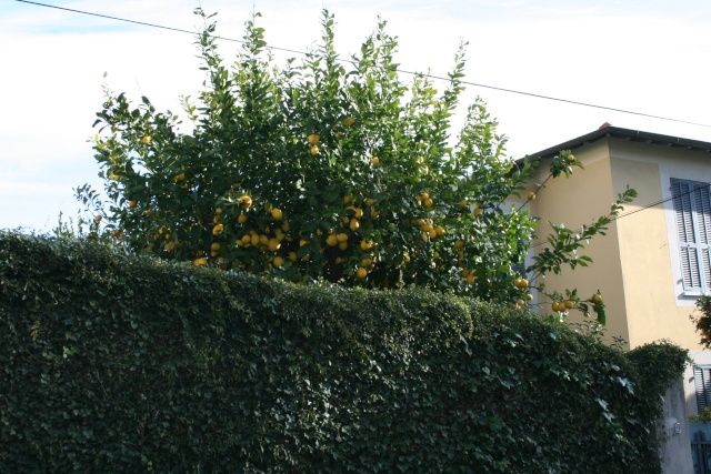 Agrumes autour de chez moi en cette fin février 2010 Citron15