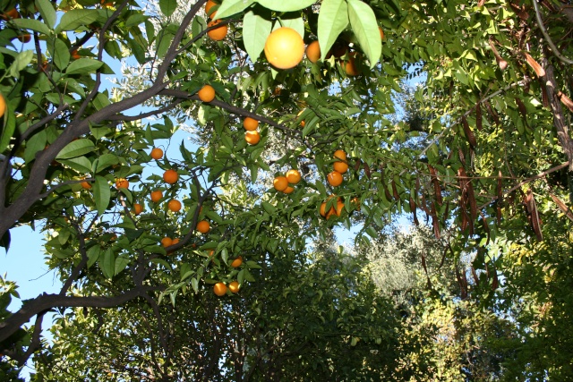 Oranges ' Valencia Late ', encore acides Citrus10
