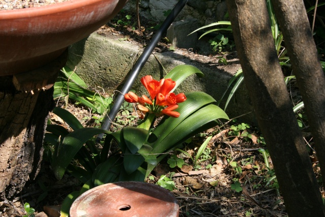 Splendeurs de mon jardin de la mi avril Clivia11