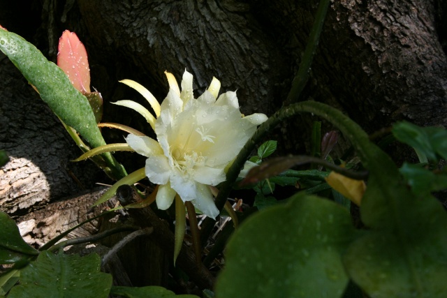 Pour les amoureux d'Epiphyllum Epiphy14