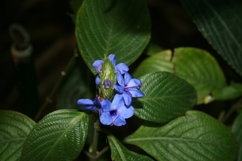 Encore du bleu en ce moment: Eranthemum pulchellum Eranth12