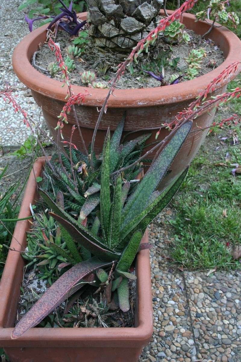 Gasteria en folie Gaster11