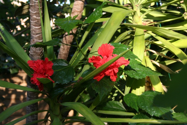 Hibiscus schyzopetalus ssp. pagode Hibisc12