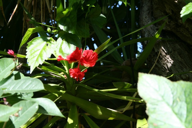 Hibiscus schyzopetalus ssp. pagode Hibisc13