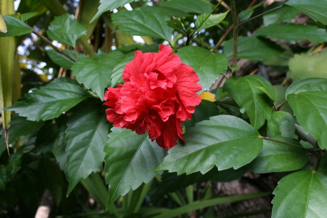 Hibiscus schyzopetalus ssp. pagode Hibisc14