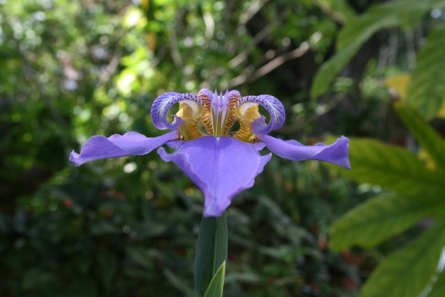 Neomarica caerulea, un Iris du Brésil Neomar17