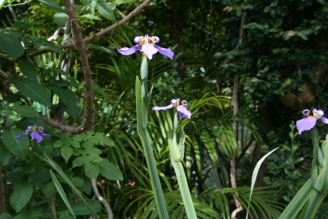 Neomarica caerulea, un Iris du Brésil Neomar18