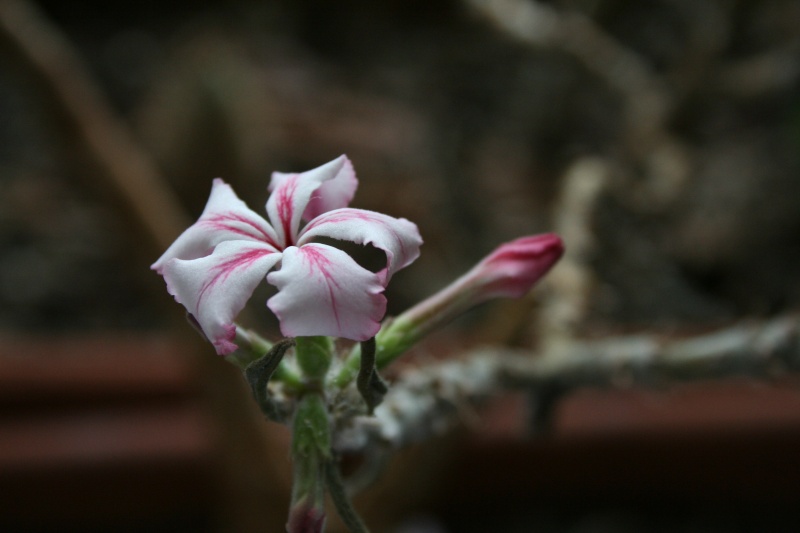 Pachypodium succulentum en fleurs Pachyp18