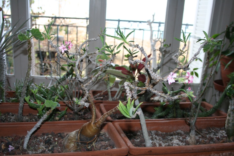 Pachypodium succulentum Pachyp22