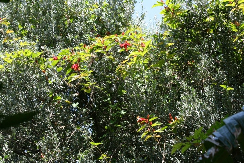 Passiflora vitifolia dans la serre Passif18