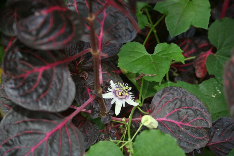 une merveille (Passiflora caerulea) Passif26