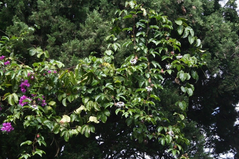 Passiflora edulis géante : miam bientot Passif32