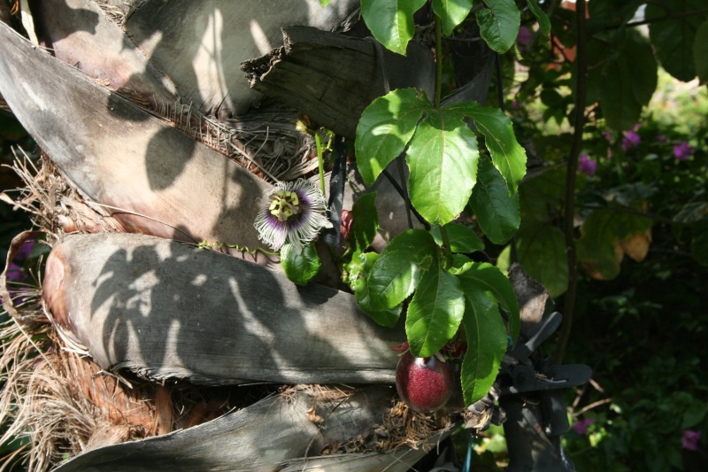 Passiflora edulis géante : miam bientot Passif33