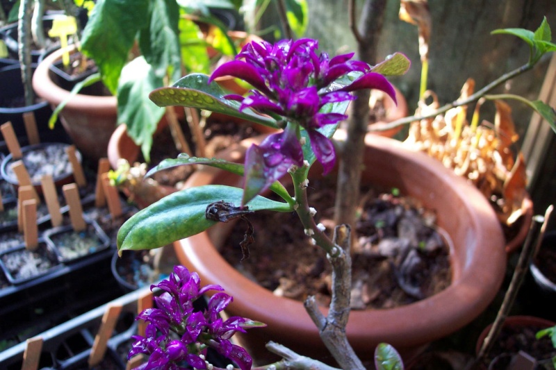 Pereskia grandiflora var violacea Peresk19