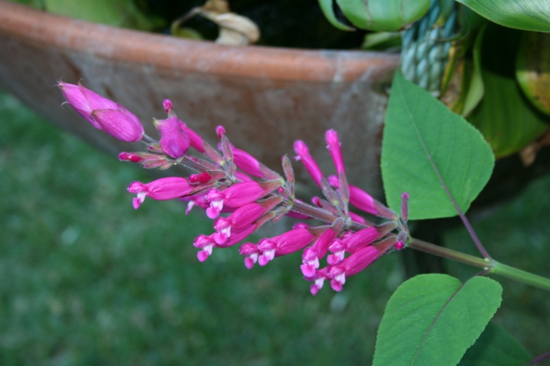 encore une floraison tardive Salvia11