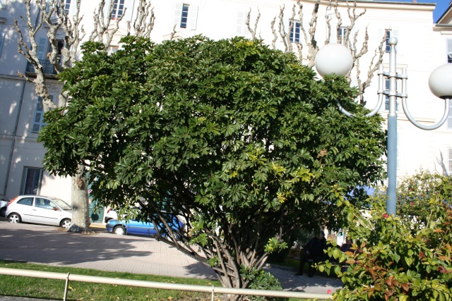 Schefflera au naturel Scheff10