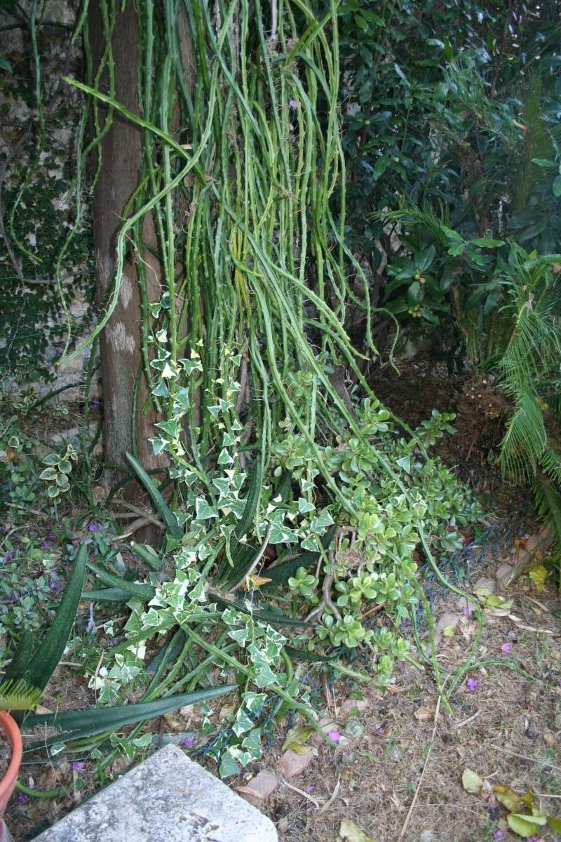 Succulente ou pas : Senecio macroglossus Seneci46