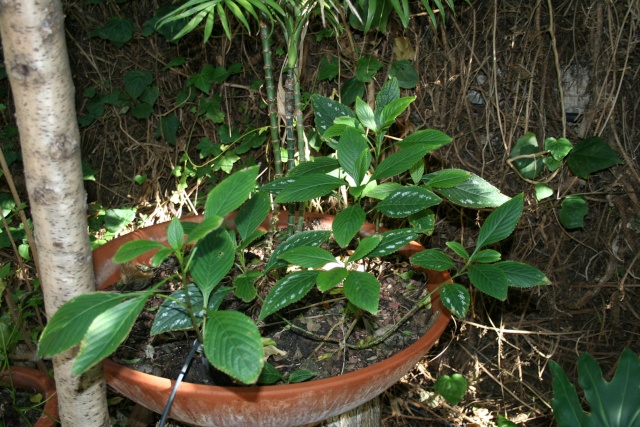 Strobilanthes maculatus Strobi15