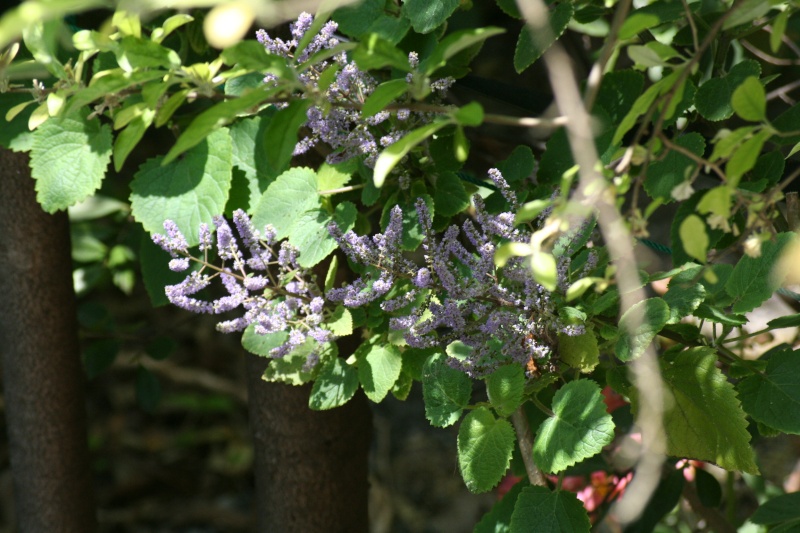 Tetradenia riparia, le faux Patchouli Tetrad12