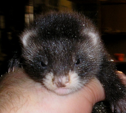 Furet angora P6290010