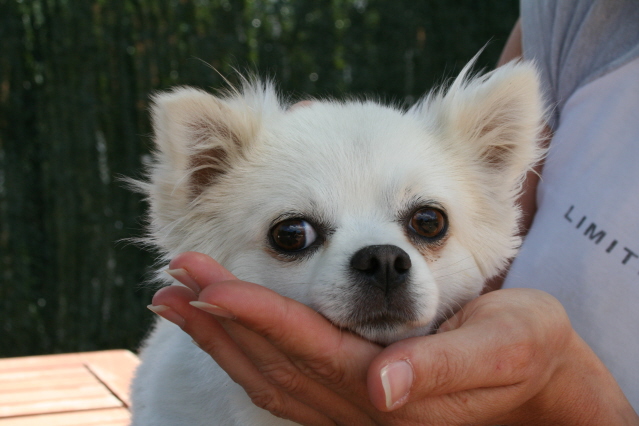 ANIS - CHIHUAHUA - Male - 3 ans - Page 2 Magali11