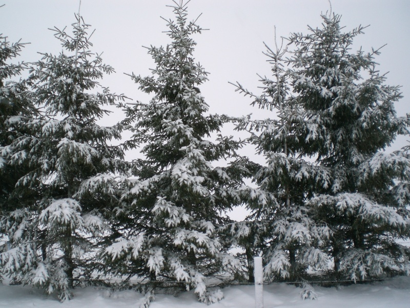 Février sous la neige à Allanche Cimg6338