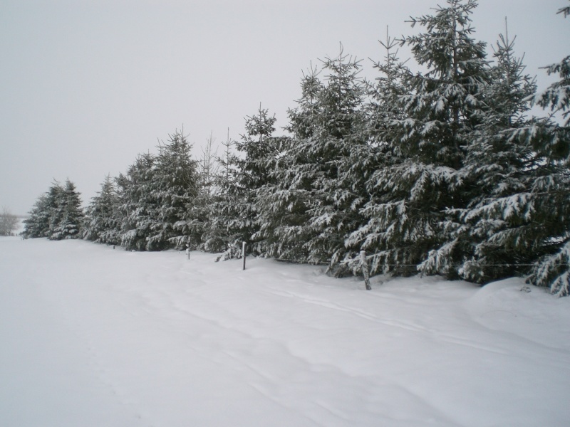 Février sous la neige à Allanche Cimg6339