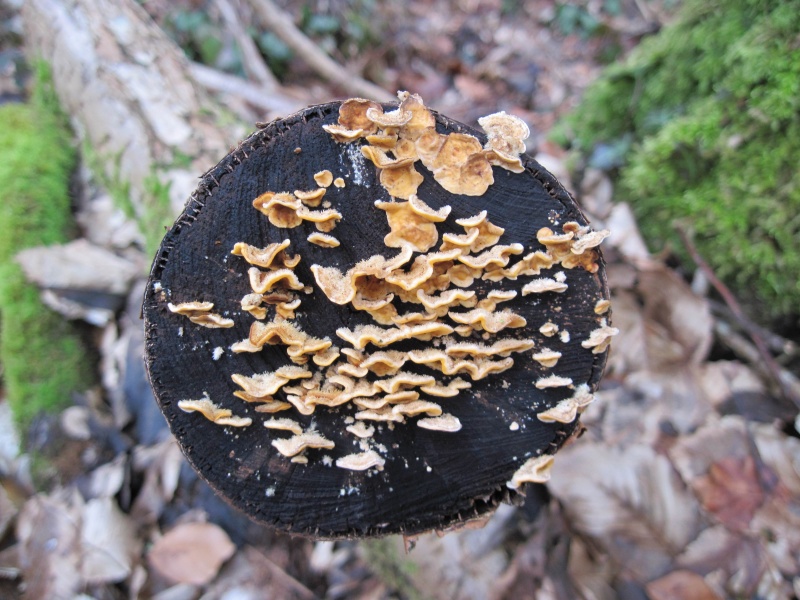Quelques vues de champignons, photos du jour. Coyoll13
