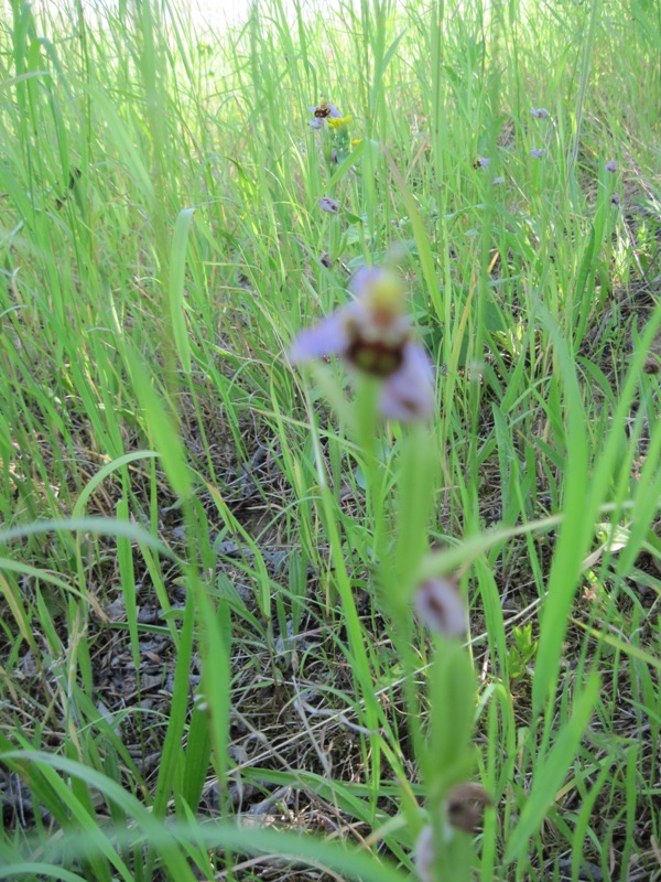Ophrys apifera et sa variété flavescens Guapel24