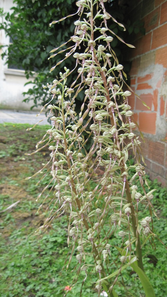 Himantoglossum hircinum Plante10