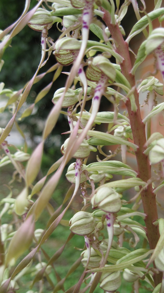 Himantoglossum hircinum Plante11