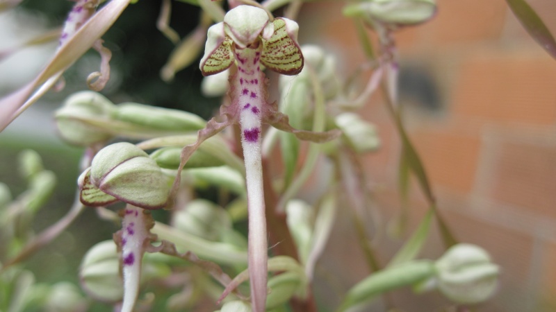 Himantoglossum hircinum Plante12